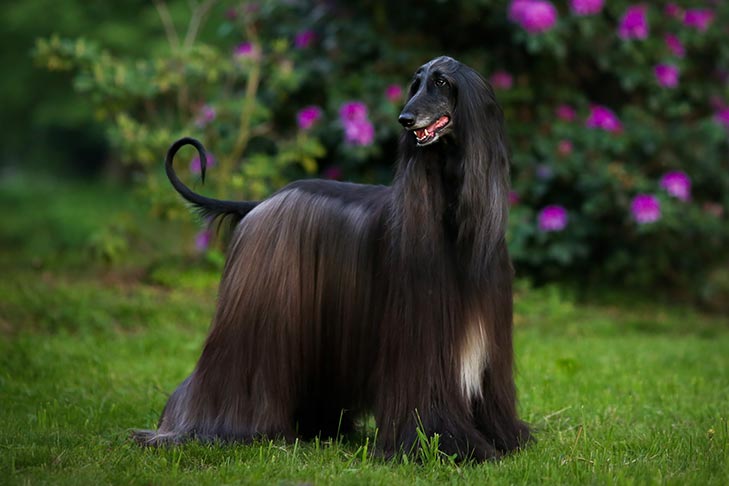 تصویر افغان هاند (Afghan Hound)